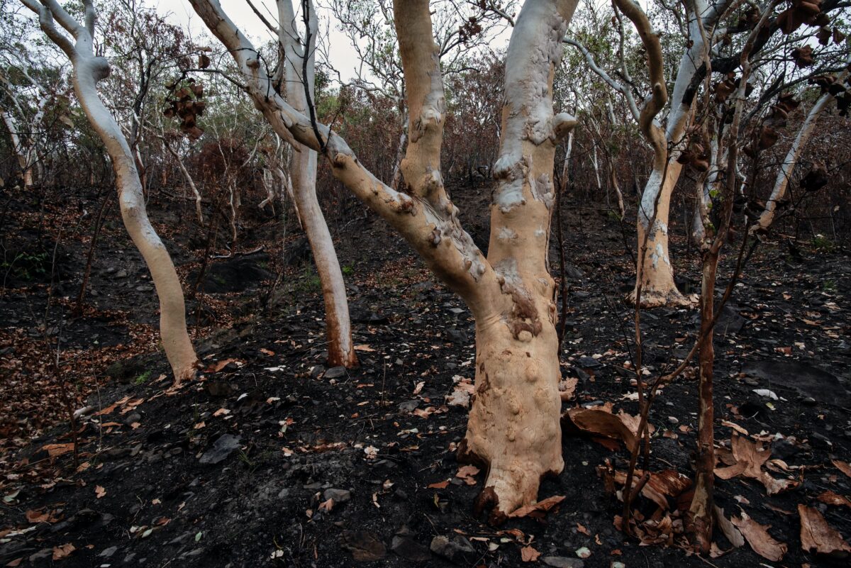 burnt trees